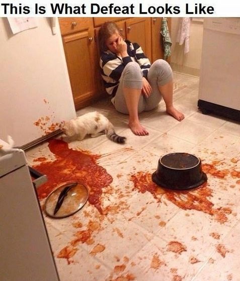 defeat-cat-sause-kitchen