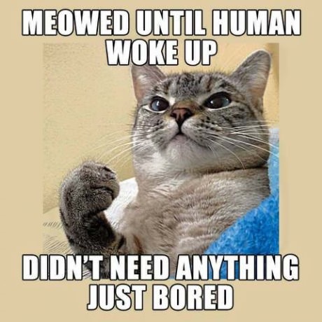success-cat-bored-human