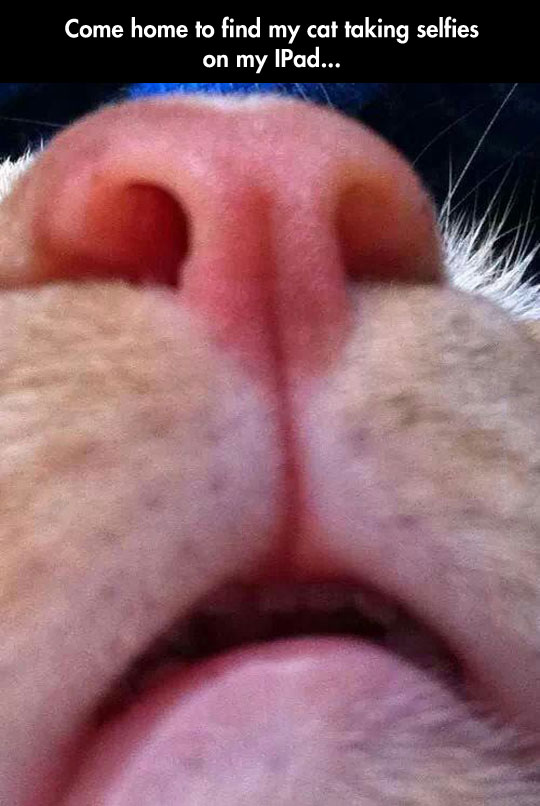 cool-cat-selfie-phone-nose
