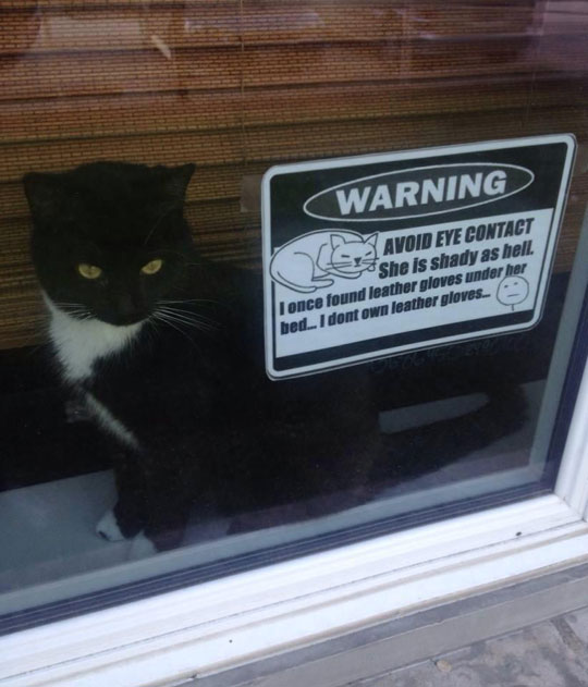 cool-cat-warning-sign-window