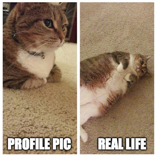 funny-cat-profile-pic-fat