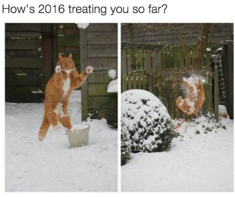 new-year-cat-snowball