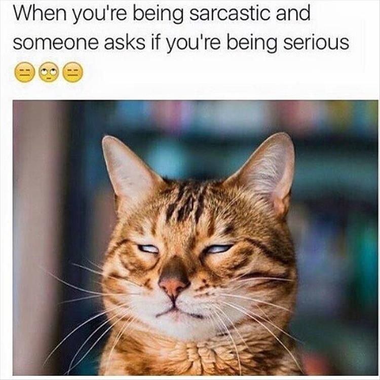 cat-sacrcastic-serious-reaction