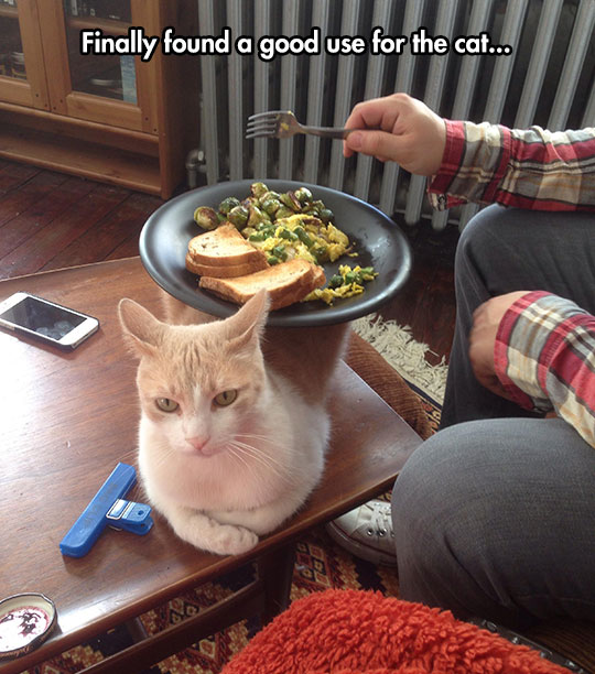 cool-cat-table-plate-food