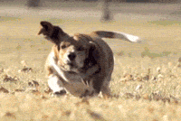 cool-gif-dog-jump-face-smile