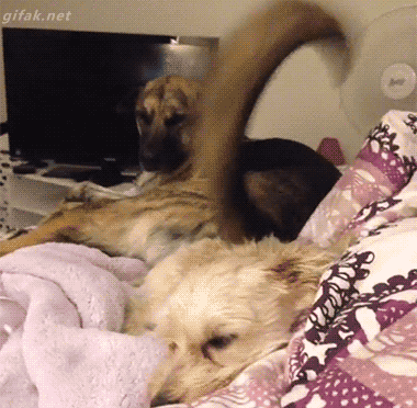 cool-gif-dog-tail-punch-other