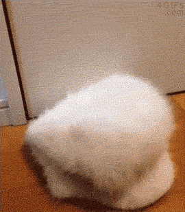 cool-gif-owl-hat-cute-small