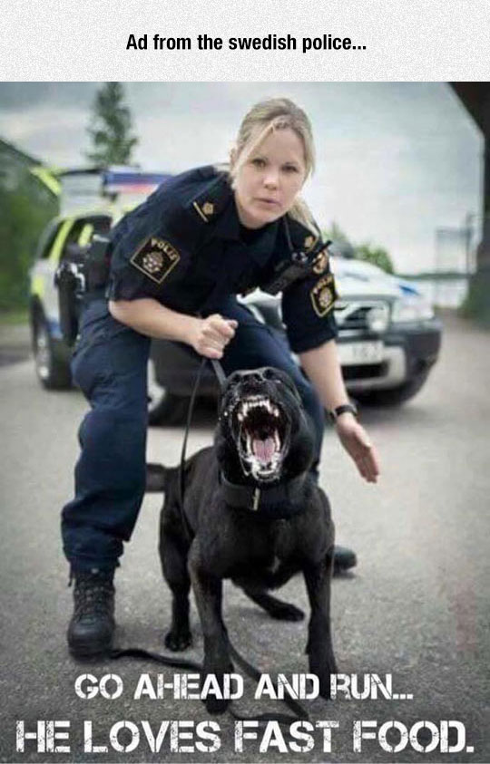 funny-Swedish-police-dog
