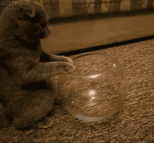 funny-gif-cat-bowl-gets-in