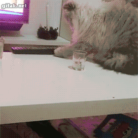 funny-gif-cat-dropping-control-remote