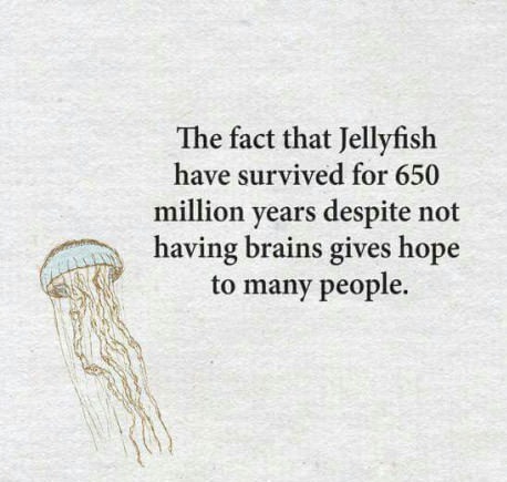 jellyfish-no-brains-people
