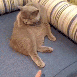 cat-fat-gif-no-touch