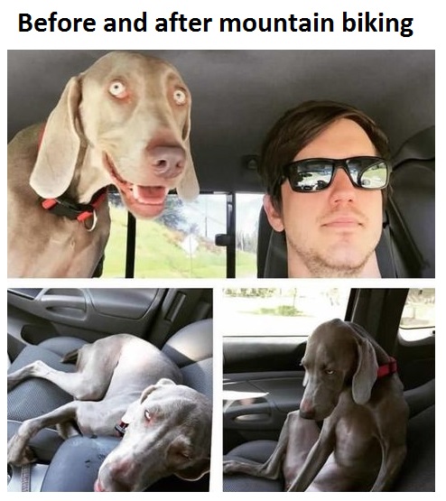 dog-biking-before-after