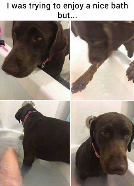 emjoy-bath-dog