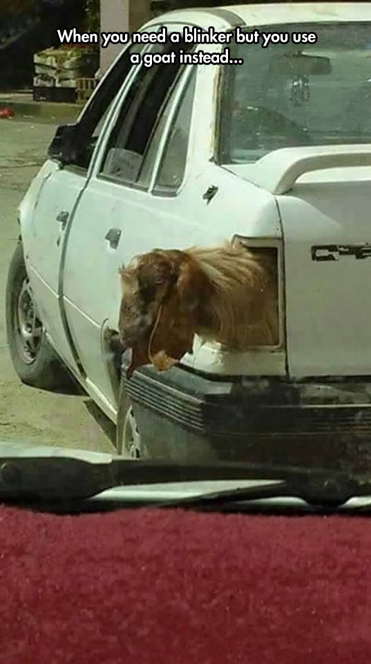 funny-car-goat-blinker-light