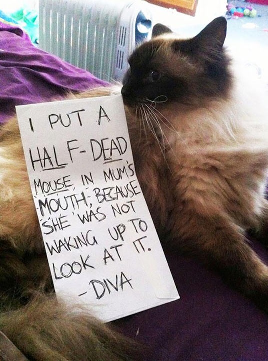 funny-cat-shaming-Diva-mouse-sign