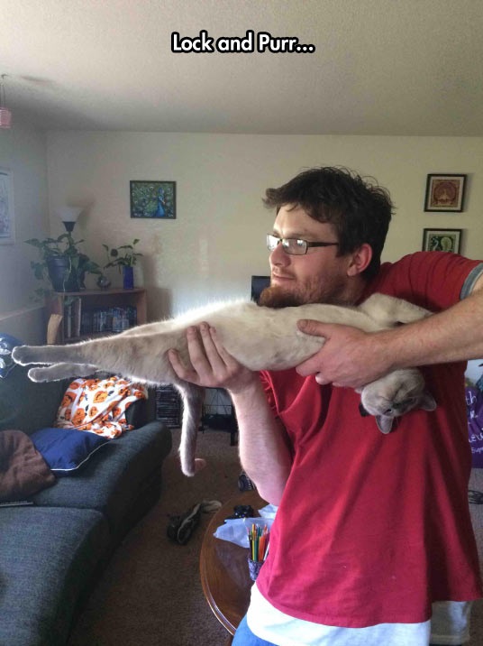 funny-cat-weapon-charge-guy-holding