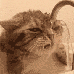 funny-gif-cat-drinking-water