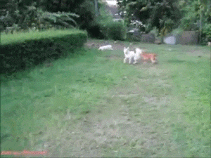 funny-gif-dog-jump-explosion