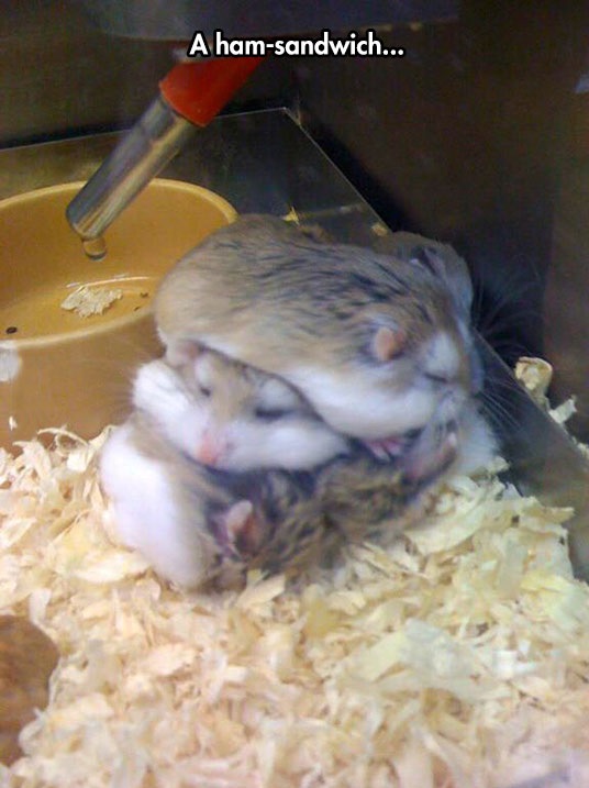 funny-hamster-sandwich-sleeping-cage