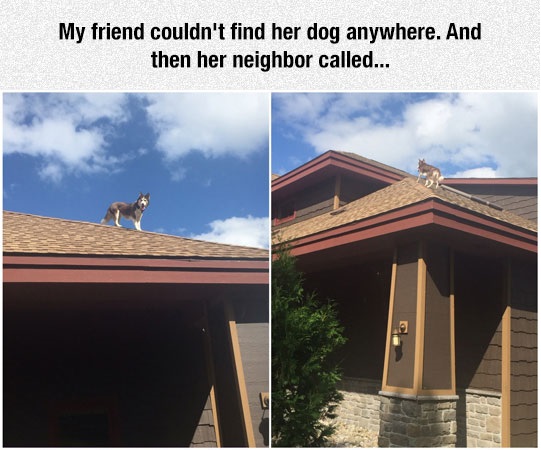 funny-husky-dog-roof-house
