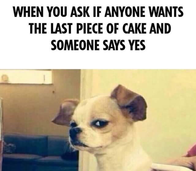 last-piece-cake-dog