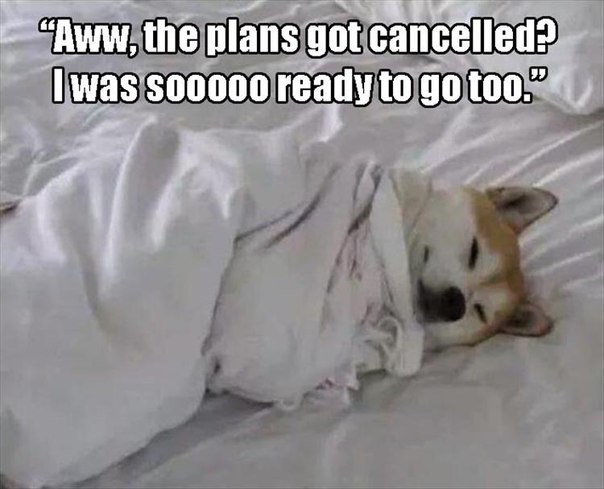 plans-canceled-dog
