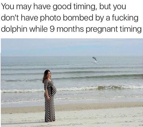 pregnant-dolphin-photobomd