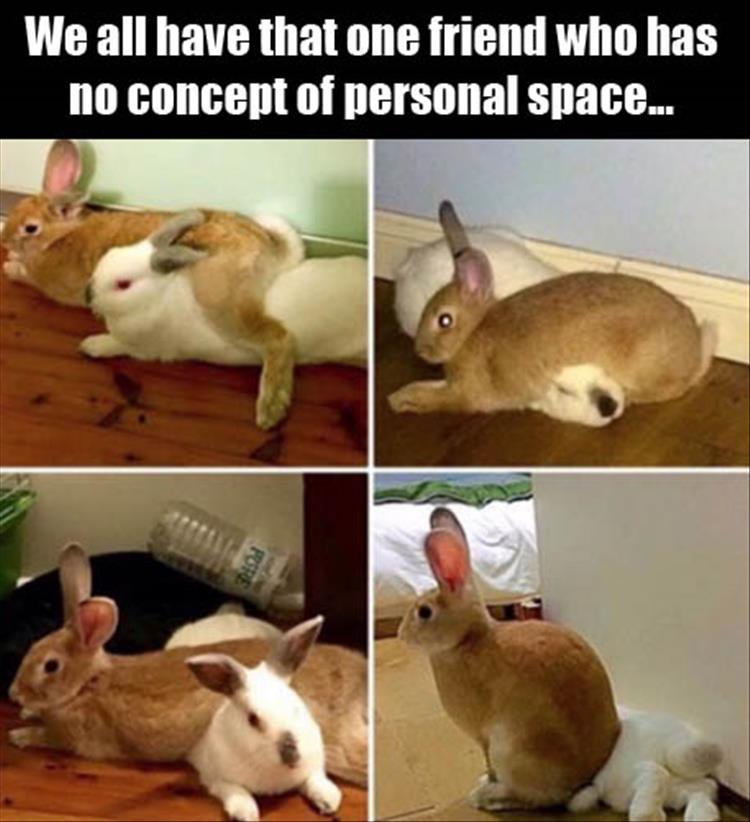 rabbits-personal-space-friend