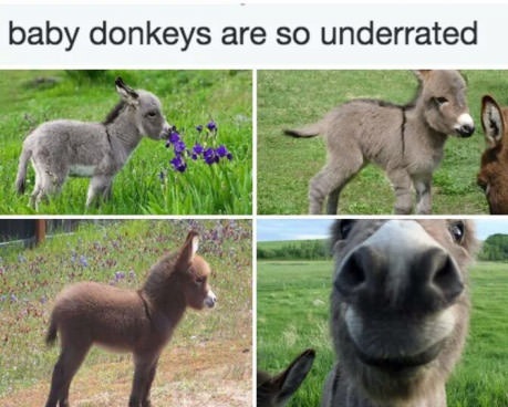 baby-donkeyscute-underrated