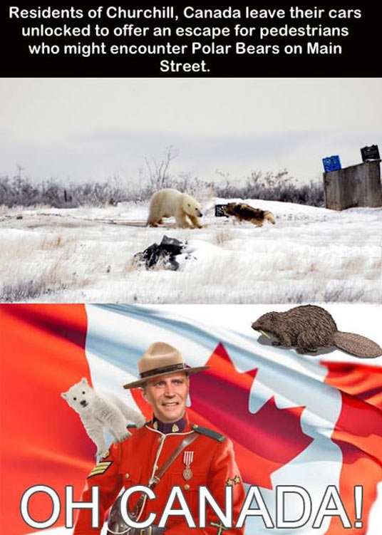 cool-Canada-flag-polar-bear