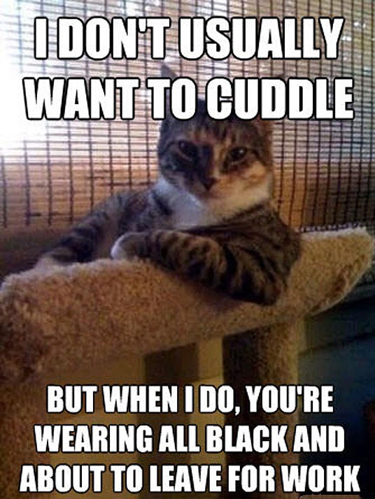 cool-annoying-cat-cuddling