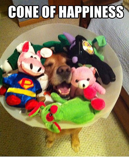 cool-dog-cone-plush-toys