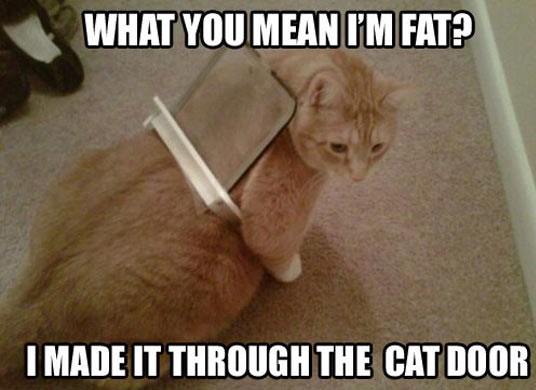 cool-fat-cat-stuck-door