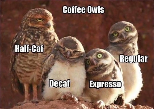 cool-owl-group-coffee