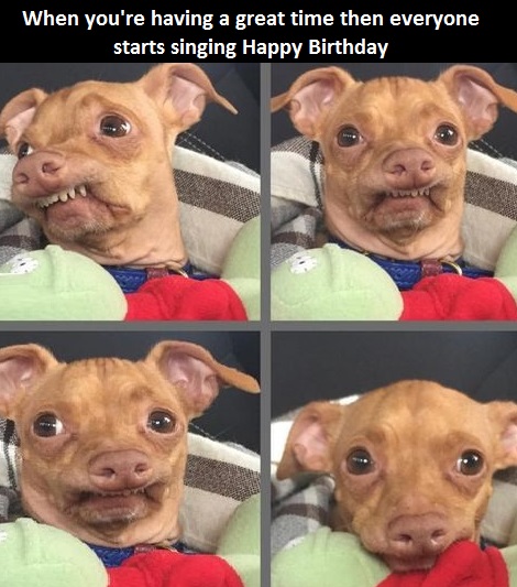 dog-happy-birthday-song-awkwar