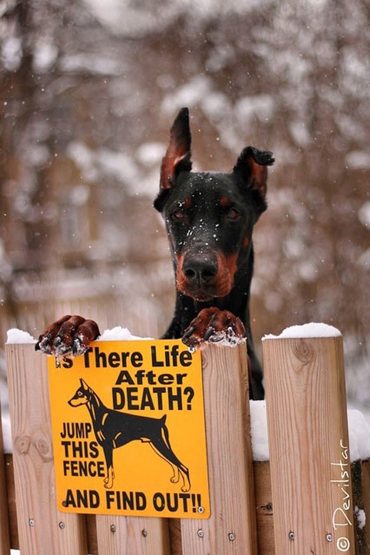 funny-Doberman-dog-sign-life-after-death