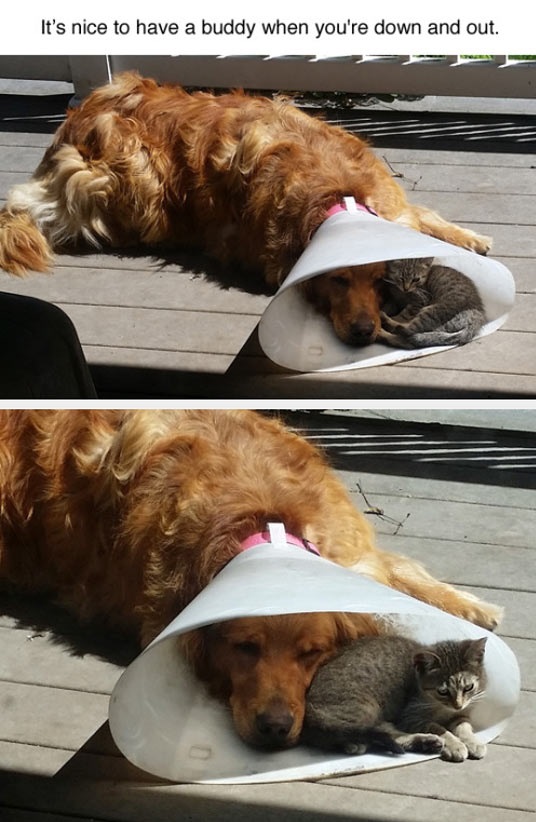 funny-dog-cone-shame-kitten
