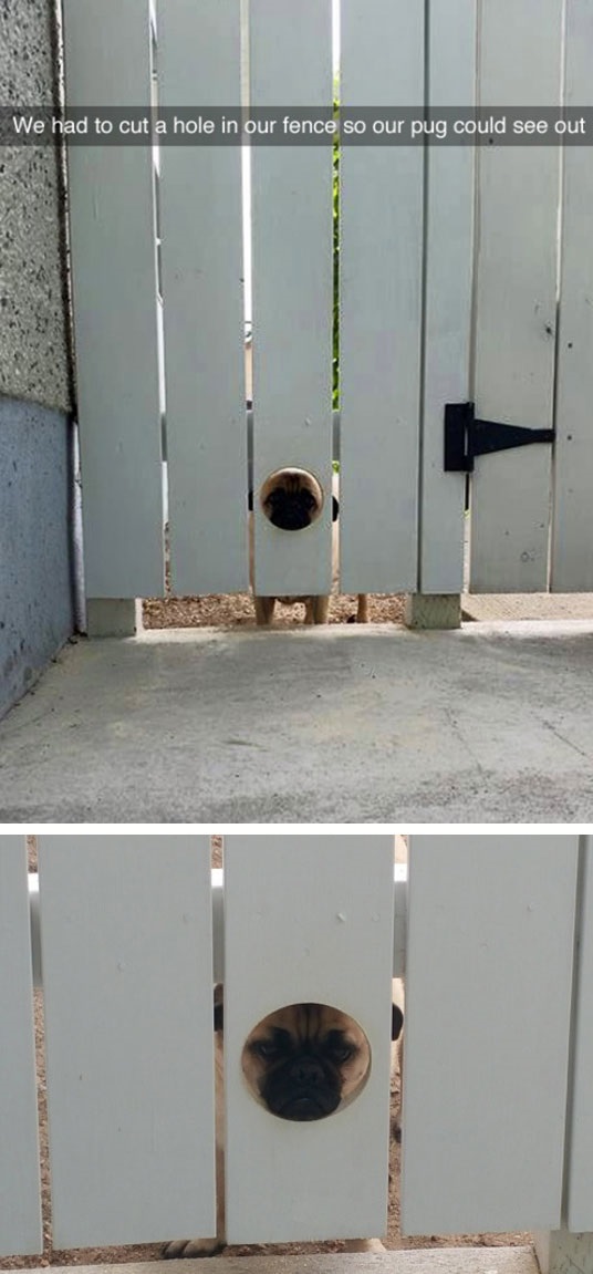 funny-dog-hole-fence-peeking
