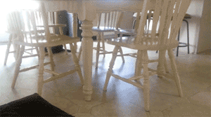 funny-gif-cat-under-table