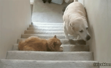 funny-gif-dog-afraid-stairs-cat