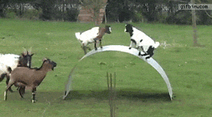 funny-gif-goat-game-farm-jump