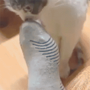 funny-gif-smell-cat-sock