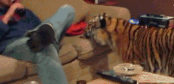 funny-gif-tiger-sofa-cute