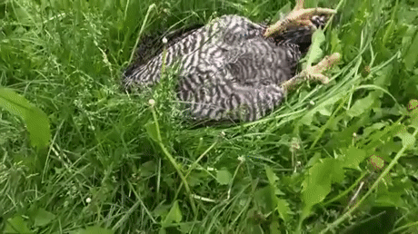 gif-sleeping-cock