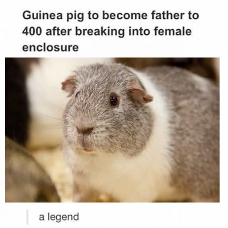 guinea-pig-father-legend