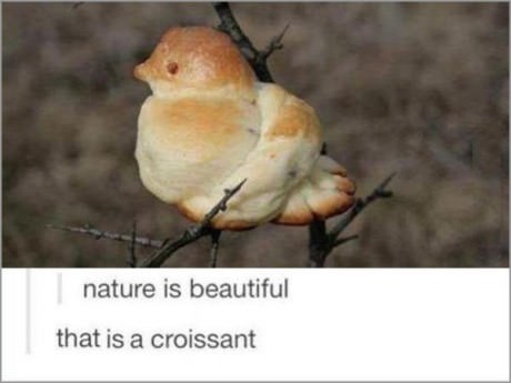 nature-bird-tree-croissant