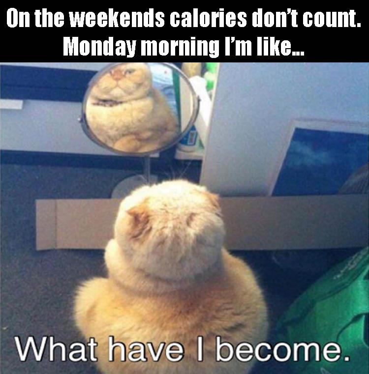 weekend-calories-cat-ft-monday