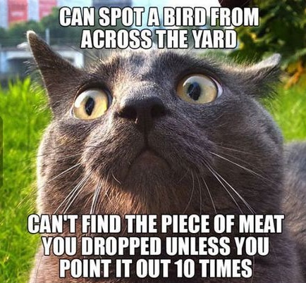 cat-bird-derp-meat