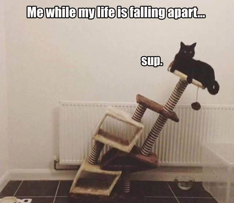 cat-life-falling-apart